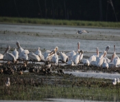 MNRiverPelicans 2014 09 043